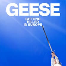 Geese Foto